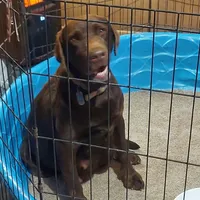 Galaxy, a female Labrador Retriever for sale in Rocky Mount, VA – Photo 6 of 10