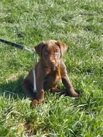 Galaxy, a female Labrador Retriever for sale in Rocky Mount, VA – Photo 3 of 10