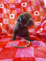 Galaxy, a female Labrador Retriever for sale in Rocky Mount, VA – Photo 4 of 6