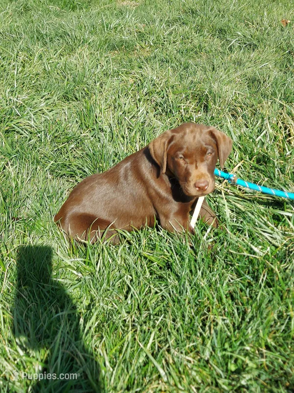 Galaxy – Labrador Retriever puppy for sale in Rocky Mount, VA