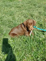 Galaxy, a female Labrador Retriever for sale in Rocky Mount, VA – Photo 1 of 10