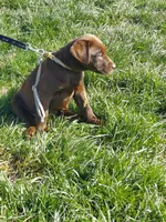 Galaxy, a female Labrador Retriever for sale in Rocky Mount, VA – Photo 5 of 10