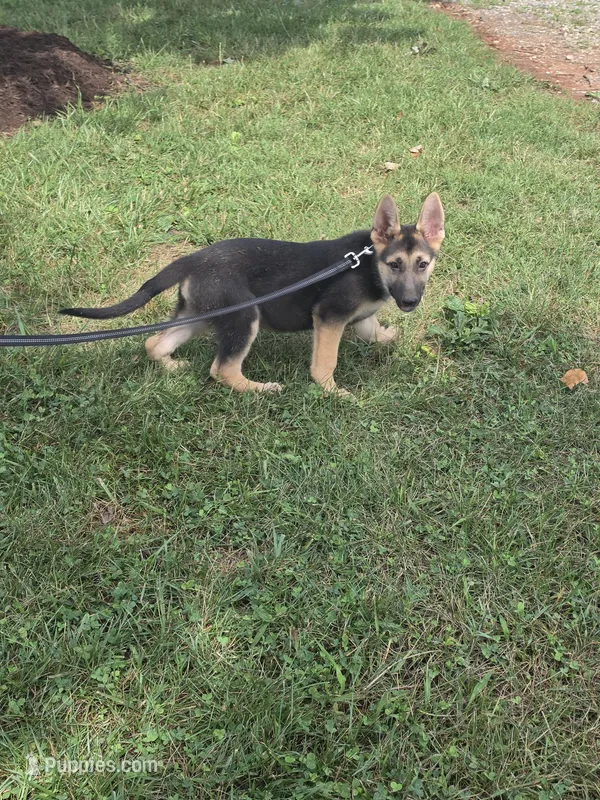 Pumbaa – German Shepherd Dog puppy for sale in Rocky Mount, VA