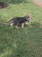Pumbaa, a male German Shepherd Dog for sale in Rocky Mount, VA – 1 of 10