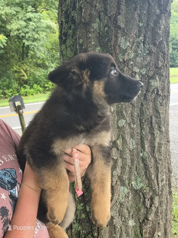 Fern – German Shepherd Dog puppy for sale in Rocky Mount, VA