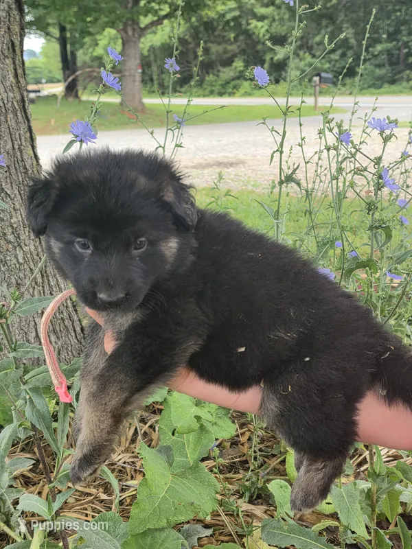 Fern – German Shepherd Dog puppy for sale in Rocky Mount, VA