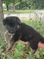 Fern, a female German Shepherd Dog for sale in Rocky Mount, VA – 1 of 6