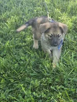 Mufasa, a male German Shepherd Dog for sale in Rocky Mount, VA – 2 of 8