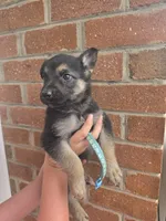 Wilbur, a male German Shepherd Dog for sale in Rocky Mount, VA – 1 of 5