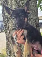 Henry Fussy, a male German Shepherd Dog for sale in Rocky Mount, VA – 1 of 6