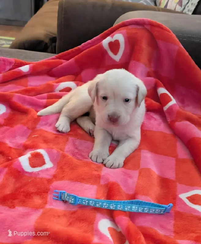 Grace – Labrador Retriever puppy for sale in Rocky Mount, VA