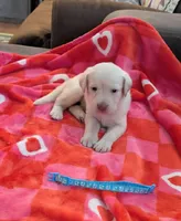 Grace, a female Labrador Retriever for sale in Rocky Mount, VA – 1 of 1