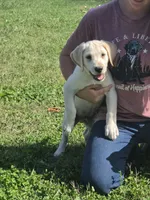 Lou, a male Labrador Retriever for sale in Rocky Mount, VA – 2 of 10