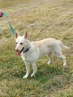 Pumbaa, a male German Shepherd Dog for sale in Rocky Mount, VA – 7 of 7