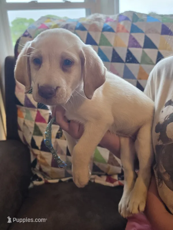 Grace – Labrador Retriever puppy for sale in Rocky Mount, VA