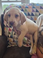 Grace, a female Labrador Retriever for sale in Rocky Mount, VA – 1 of 5