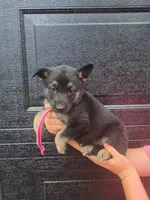 Aranea, a female German Shepherd Dog for sale in Rocky Mount, VA – 2 of 4