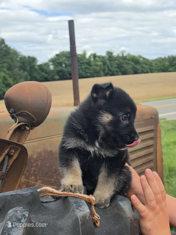 Templeton – German Shepherd Dog puppy for sale in Rocky Mount, VA