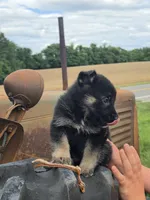 Templeton, a male German Shepherd Dog for sale in Rocky Mount, VA – 1 of 4