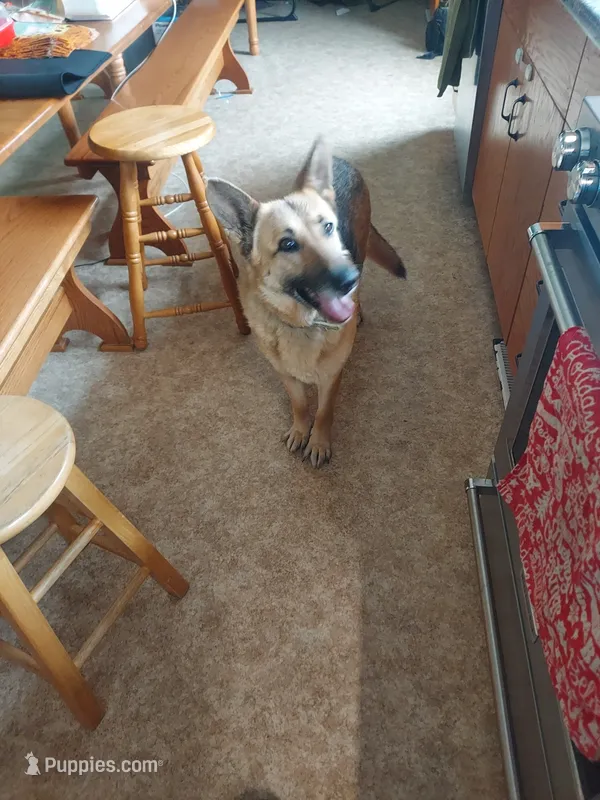 Nellie – German Shepherd Dog puppy for sale in Rocky Mount, VA