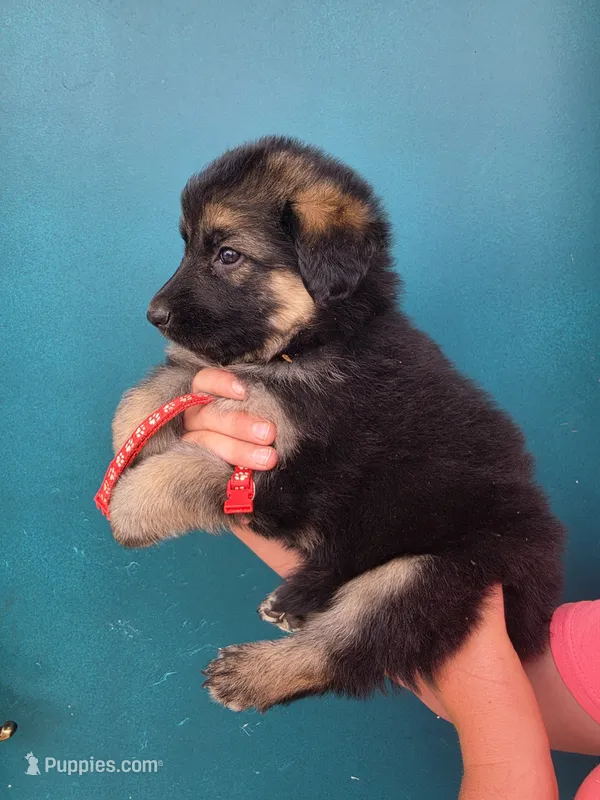 Dr. Dorian – German Shepherd Dog puppy for sale in Rocky Mount, VA
