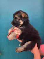 Dr. Dorian, a male German Shepherd Dog for sale in Rocky Mount, VA – 1 of 6
