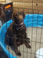 Truffle, a female Labrador Retriever for sale in Rocky Mount, VA – Photo 9 of 10