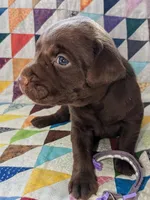 Truffle, a female Labrador Retriever for sale in Rocky Mount, VA – Photo 1 of 10