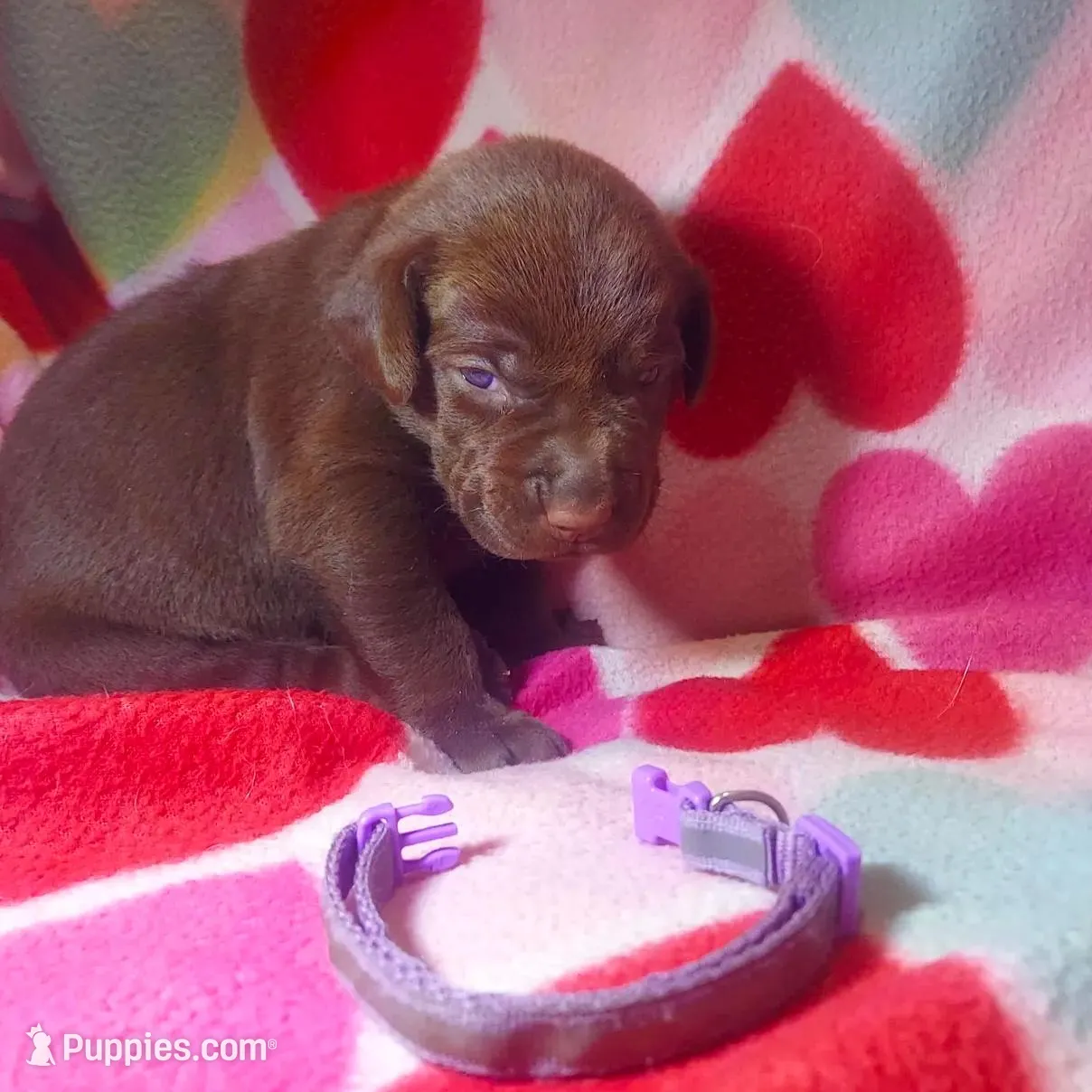 Truffle, a female Labrador Retriever for sale in Rocky Mount, VA – Photo 2 of 10