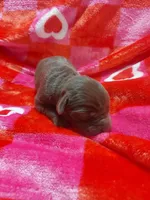 Truffle, a female Labrador Retriever for sale in Rocky Mount, VA – Photo 8 of 10