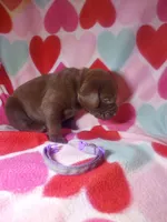 Truffle, a female Labrador Retriever for sale in Rocky Mount, VA – Photo 3 of 10