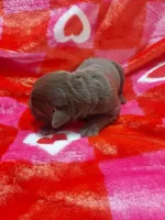 Truffle, a female Labrador Retriever for sale in Rocky Mount, VA – Photo 7 of 10