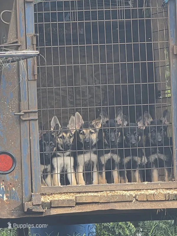 Joy – German Shepherd Dog puppy for sale in Rocky Mount, VA