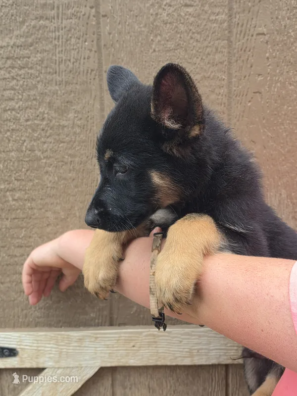 Lurvy – German Shepherd Dog puppy for sale in Rocky Mount, VA
