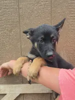 Lurvy, a male German Shepherd Dog for sale in Rocky Mount, VA – 2 of 9