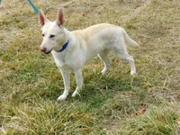 Mufasa, a male German Shepherd Dog for sale in Rocky Mount, VA – 5 of 6