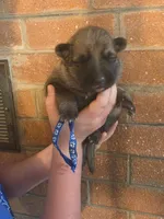 Mufasa, a male German Shepherd Dog for sale in Rocky Mount, VA – 1 of 6