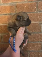 Mufasa, a male German Shepherd Dog for sale in Rocky Mount, VA – 2 of 6