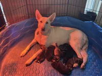 Mufasa, a male German Shepherd Dog for sale in Rocky Mount, VA – 4 of 6