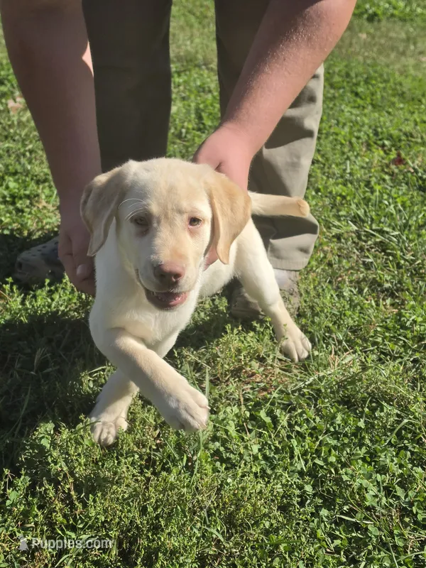 Danny Williams  – Labrador Retriever puppy for sale in Rocky Mount, VA