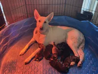 Nala, a female German Shepherd Dog for sale in Rocky Mount, VA – 8 of 10
