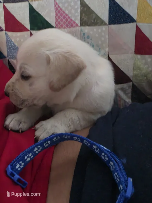 Lou – Labrador Retriever puppy for sale in Rocky Mount, VA
