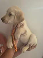 Danny Williams , a male Labrador Retriever for sale in Rocky Mount, VA – 3 of 5