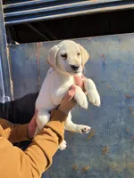 Lou, a male Labrador Retriever for sale in Rocky Mount, VA – 6 of 10