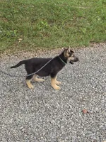 Pumbaa, a male German Shepherd Dog for sale in Rocky Mount, VA – 4 of 10