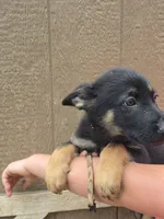Lurvy, a male German Shepherd Dog for sale in Rocky Mount, VA – 4 of 9