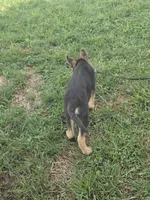 Pumbaa, a male German Shepherd Dog for sale in Rocky Mount, VA – 2 of 10