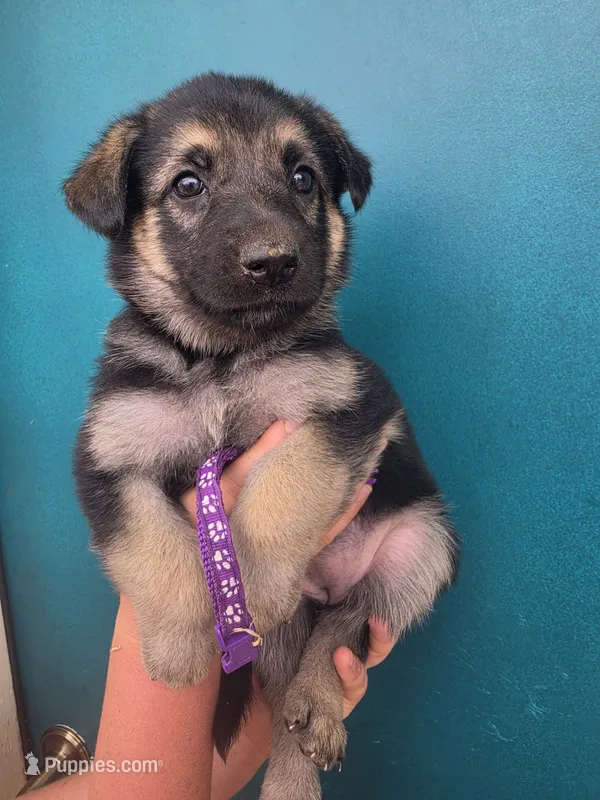 Mrs. Arable – German Shepherd Dog puppy for sale in Rocky Mount, VA