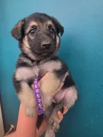 Mrs. Arable, a female German Shepherd Dog for sale in Rocky Mount, VA – 1 of 3