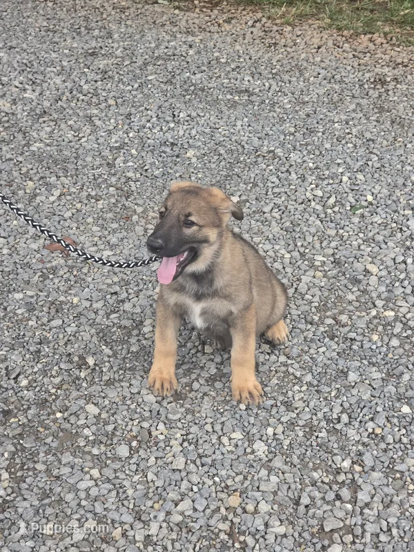 Taka – German Shepherd Dog puppy for sale in Rocky Mount, VA